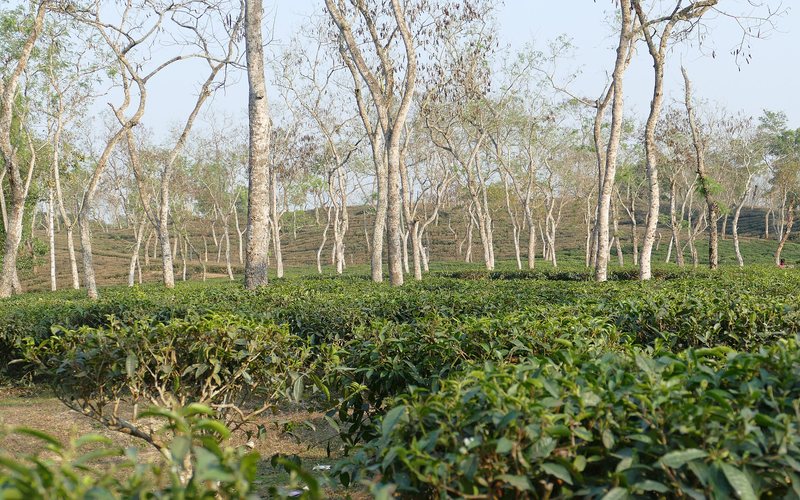 শ্রীমঙ্গল চা-বাগান